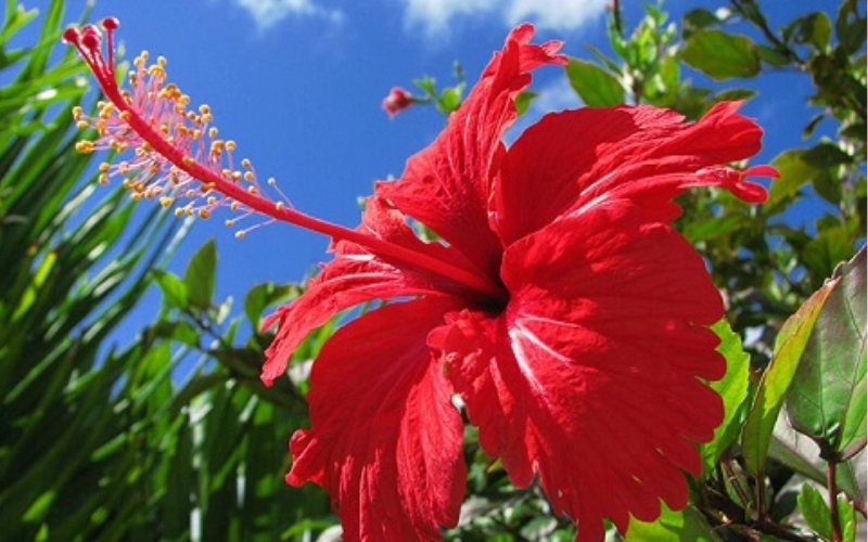 Bông hoa dâm bụt đỏ rực rỡ, mang vẻ đẹp mộc mạc và bình dị