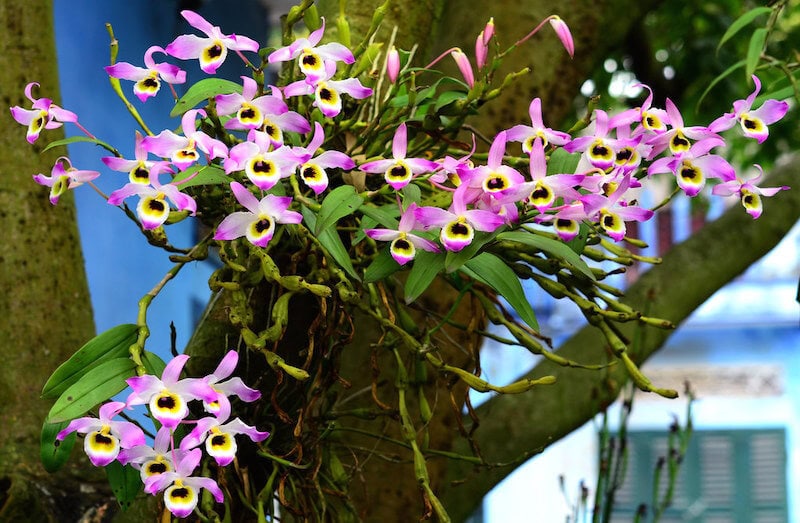 Mặt hoa Lan chuỗi ngọc