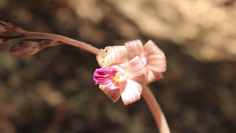 Mặt Hoa lan Coleman’s coralroot