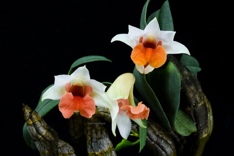 Mặt hoa Lan hoàng thảo bạch hỏa hoàng quý hiếm