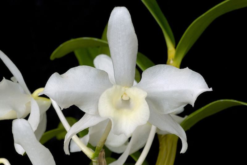 Mặt hoa Lan hoàng thảo Gia Lu quý hiếm