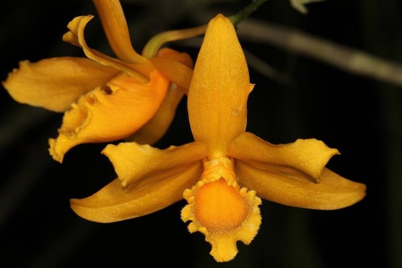 Mặt hoa Lan hoàng thảo Tam Đảo quý hiếm