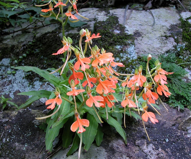 Mặt hoa Lan kiến cò rừng quý hiếm