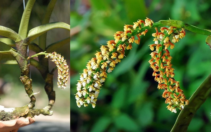 Mặt hoa Lan mật khẩu Bì Đúp rừng quý hiếm