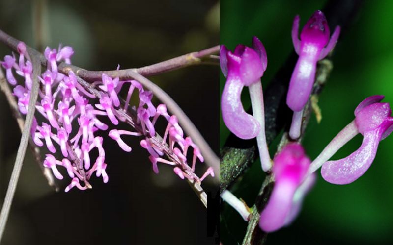 Mặt hoa Lan mật khẩu giả rừng quý hiếm