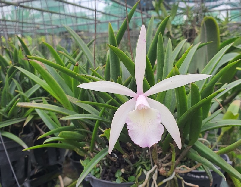 Brassavola nodosa - nữ hoàng bóng đêm tỏa hương thơm ngào ngạt và quyến rũ (giống mùi hương của cam, quýt)