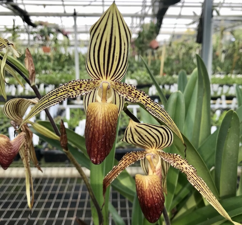 Hoa lan Rothschild 15 năm mới có thể nở hoa lần đầu tiên