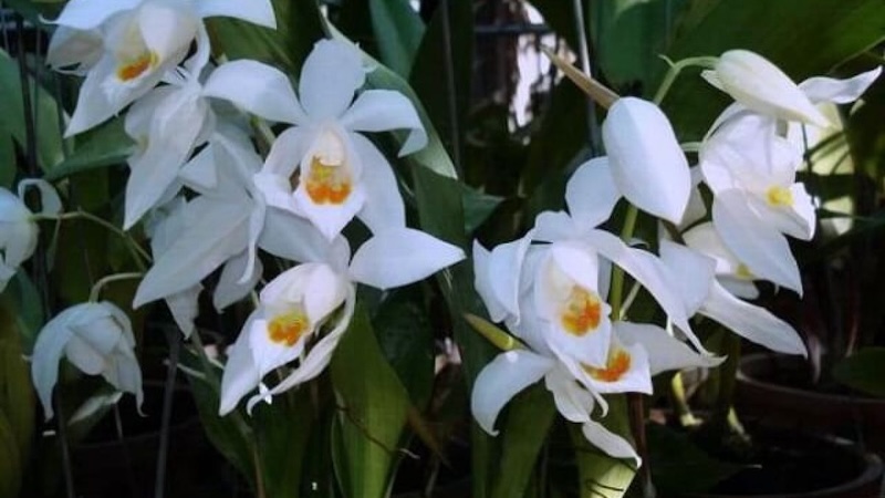 Mặt hoa Lan thanh đạm