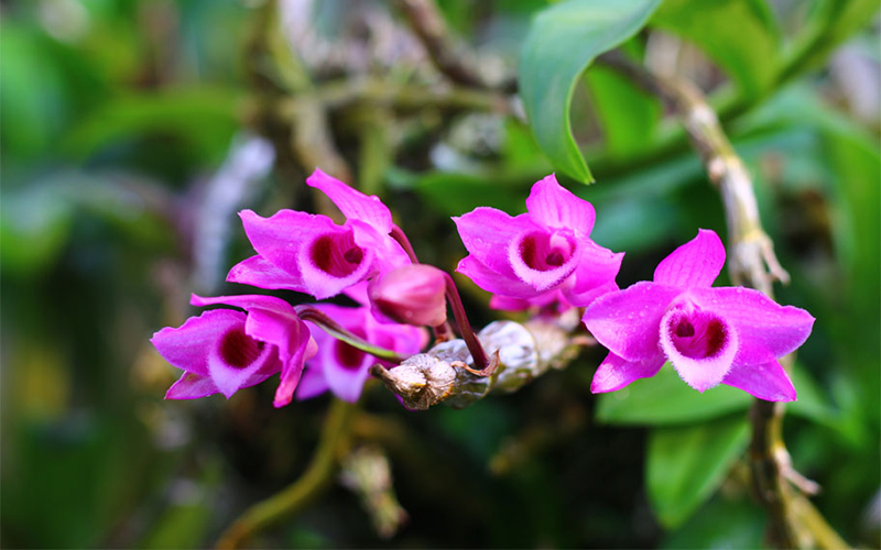 Mặt hoa Lan trầm tím rừng quý hiếm