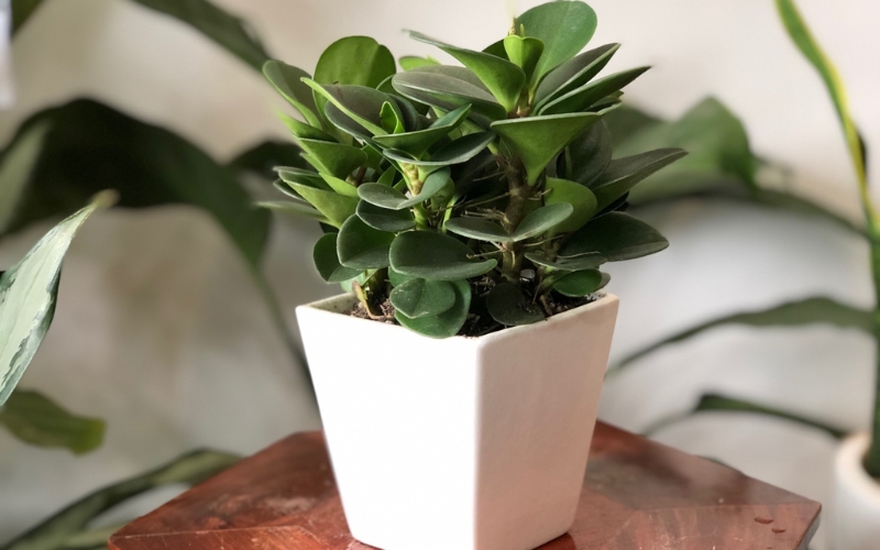 Cây trường sinh đại diện cho hành Mộc với nguồn năng lượng xanh đầy sức sống