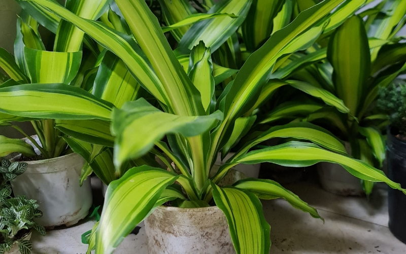 Cây thiết mộc lan hợp với gia chủ mệnh Mộc