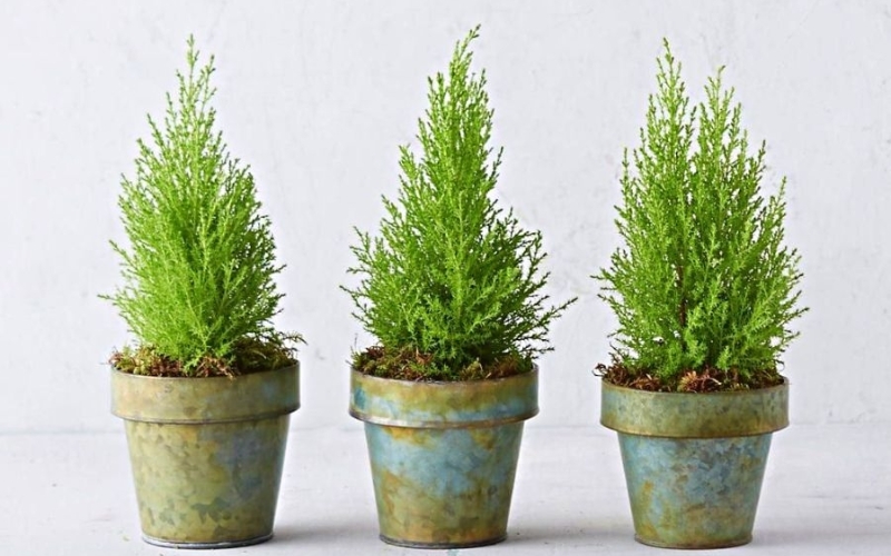 Trồng cây tùng thơm giúp con đường sự nghiệp của gia chủ mệnh Mộc gặp nhiều may mắn