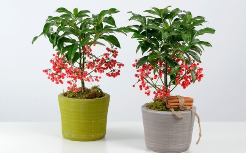 Cây kim ngân mang lại ý nghĩa về sự may mắn trong tiền bạc, giúp thu hút tài lộc