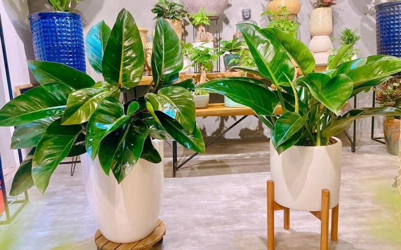 Cây trầu bà xanh là biểu tượng cho sự thành đạt, phát tài, phát lộc và cuộc sống thịnh vượng