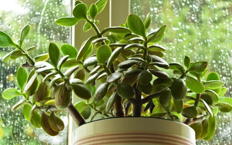 Cây ngọc bích giúp người mệnh Mộc thu hút tài lộc và sự thịnh vượng