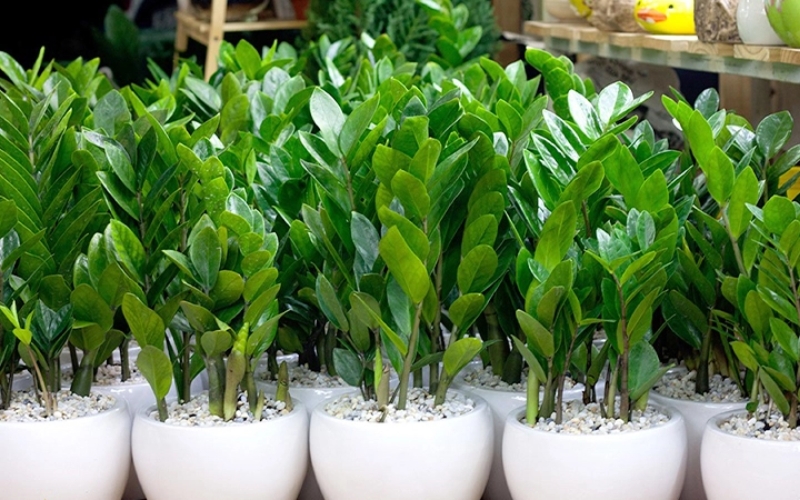 Cây kim tiền được cho là sẽ mang đến nhiều may mắn, tài lộc, sự giàu sang, phú quý