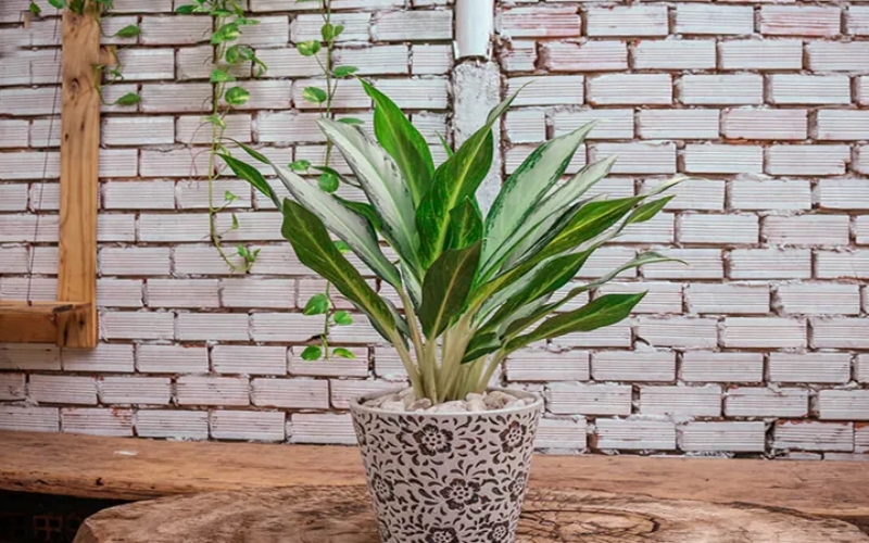 Hình ảnh cây Bạch Mã Hoàng Tử với lá có màu trắng, loại cây mệnh Mộc nên tránh