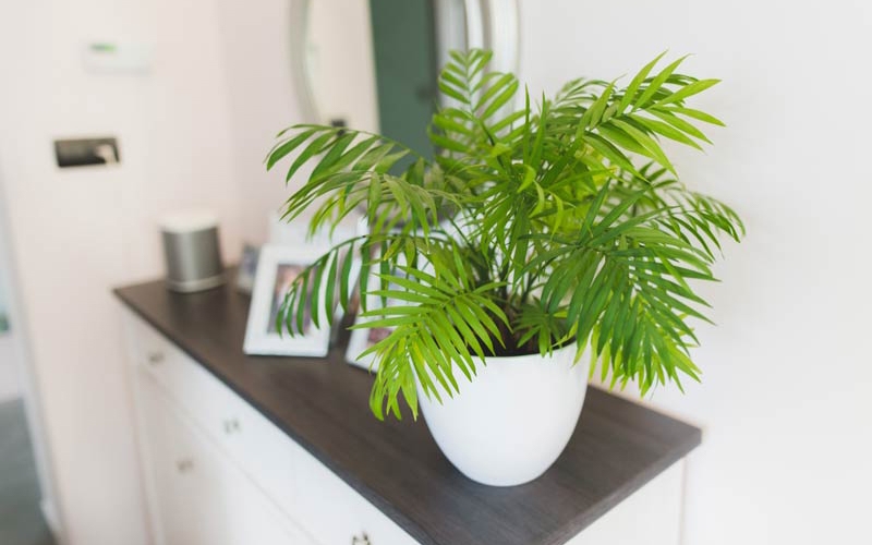 Cây cau tiểu trâm được tin là sẽ mang lại nhiều may mắn và sự thuận lợi cho người mệnh Mộc