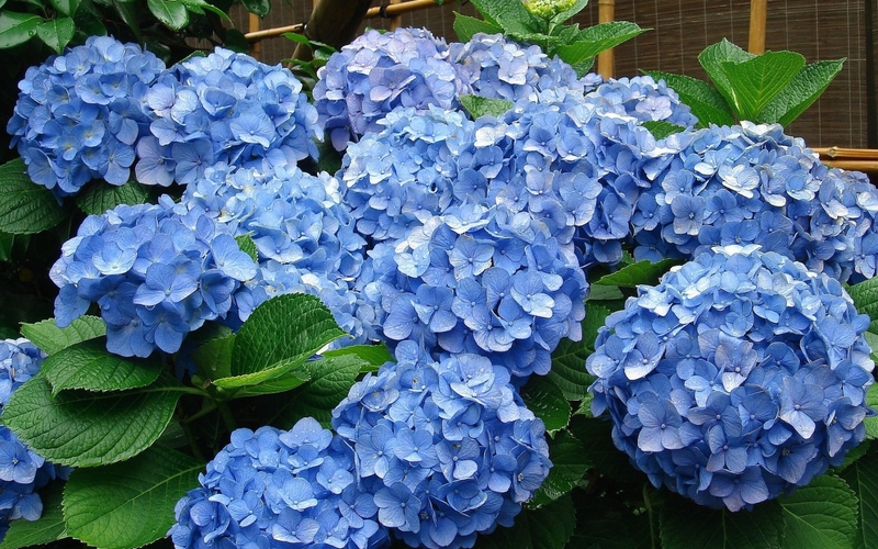 Trồng hoa cẩm tú cầu xanh giúp mang đến may mắn, hy vọng về những điều tốt đẹp