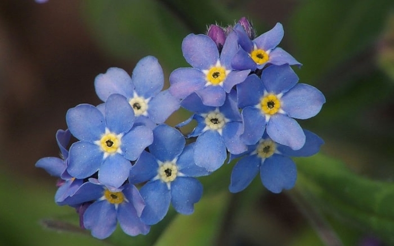 Hoa thanh tú giúp người mệnh Mộc lan tỏa năng lượng tích cực