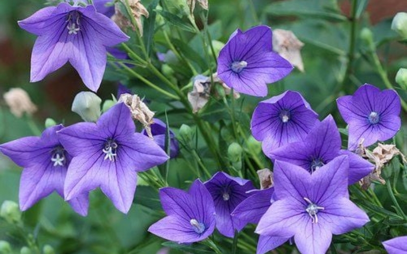 Hoa cát cánh tượng trưng cho sự may mắn và thành công trong công việc