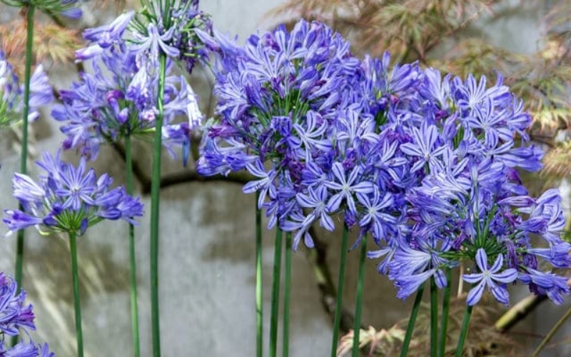 Hoa thanh anh rất hợp với người mệnh Mộc.