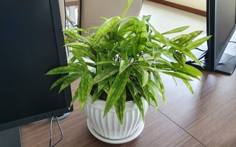 Cây trúc Nhật được tin là sẽ mang đến nhiều may mắn và tài lộc cho gia chủ mệnh Mộc