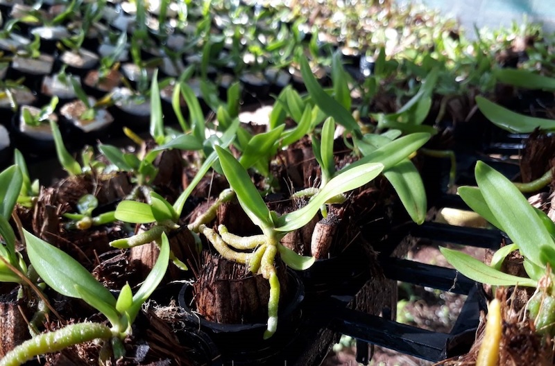 Nhân giống và trồng nhân tạo các loại lan quý hiếm