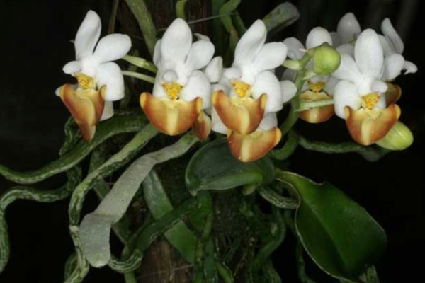 Lan hồ điệp Phalaenopsis lobbii Rchob. F.