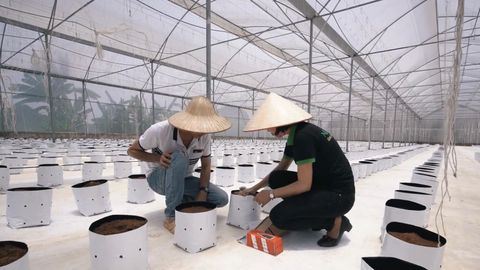 Công Ty CP Nông Trại Hữu Cơ Việt Nam Organic Farm Hợp Tác Cùng Nuvisrael Trong Sản Xuất