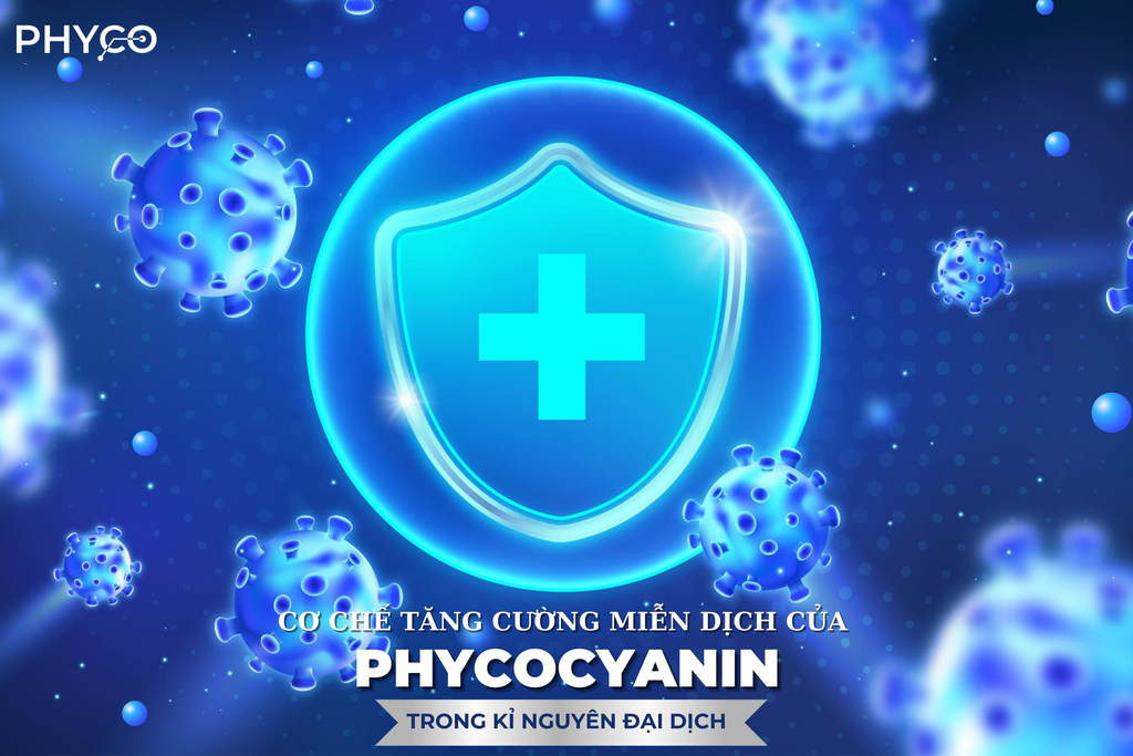 CƠ CHẾ TĂNG CƯỜNG MIỄN DỊCH CỦA PHYCOCYANIN NHƯ THẾ NÀO TRONG KỈ NGUYÊN ĐẠI DỊCH?