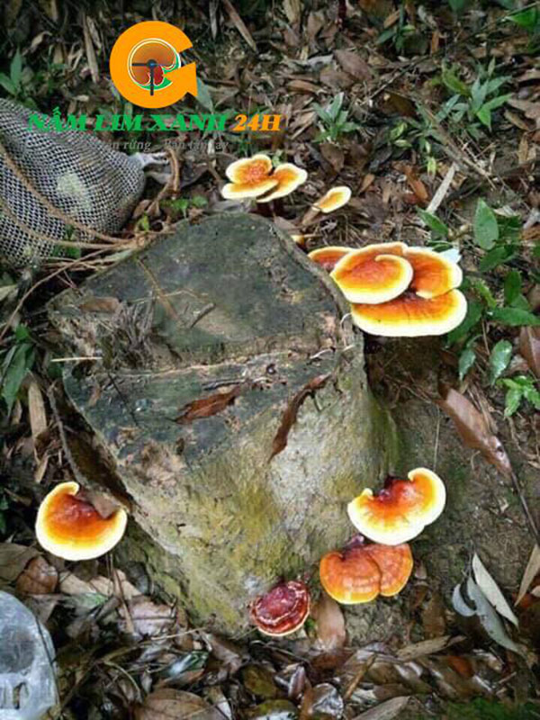 Nấm lim xanh rừng tự nhiên vùng núi Tiên Phước - Quảng Nam