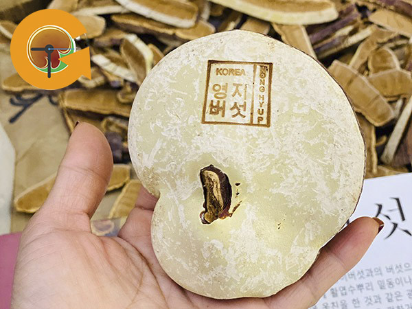 Tác dụng của nấm linh chi vàng 365 Hàn Quốc.
