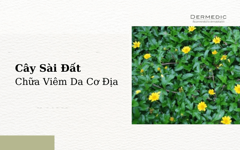 Cây sài đất chữa viêm da cơ địa có thật sự an toàn hay không?