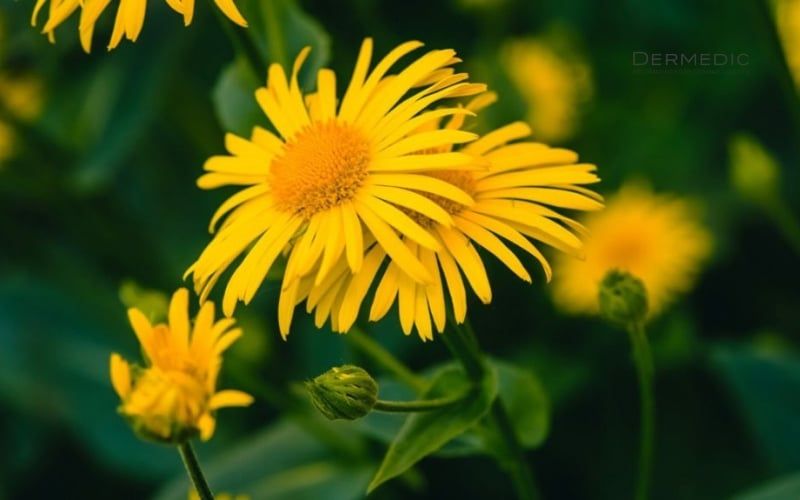 ARNICA NÚI LÀ GÌ? CÔNG DỤNG ARNICA NÚI VỚI LÀN DA?