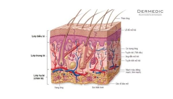 Cấu trúc của làn da