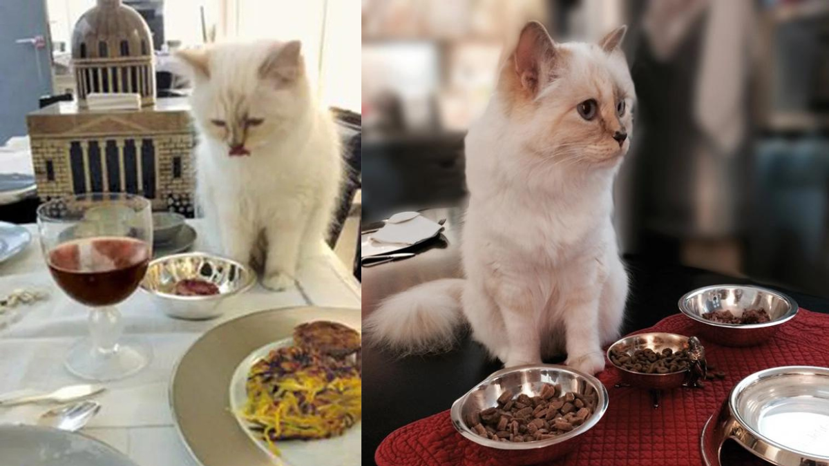 "Hoàng thượng mèo" của Chanel có gì mà có thể sở hữu khối tài sản triệu đô? Hinh anh 2: "Hoang thuong meo" cua Chanel co gi ma co the so huu khoi tai san trieu do?