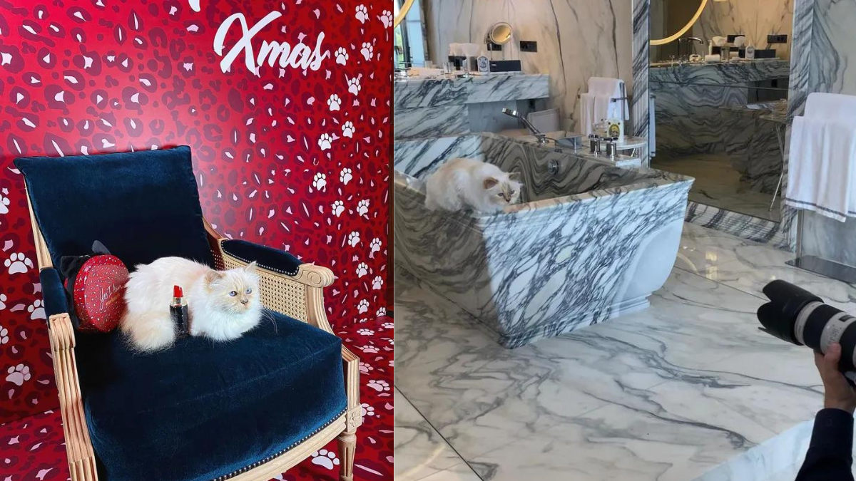 "Hoàng thượng mèo" của Chanel có gì mà có thể sở hữu khối tài sản triệu đô? Hinh anh 6: "Hoang thuong meo" cua Chanel co gi ma co the so huu khoi tai san trieu do?