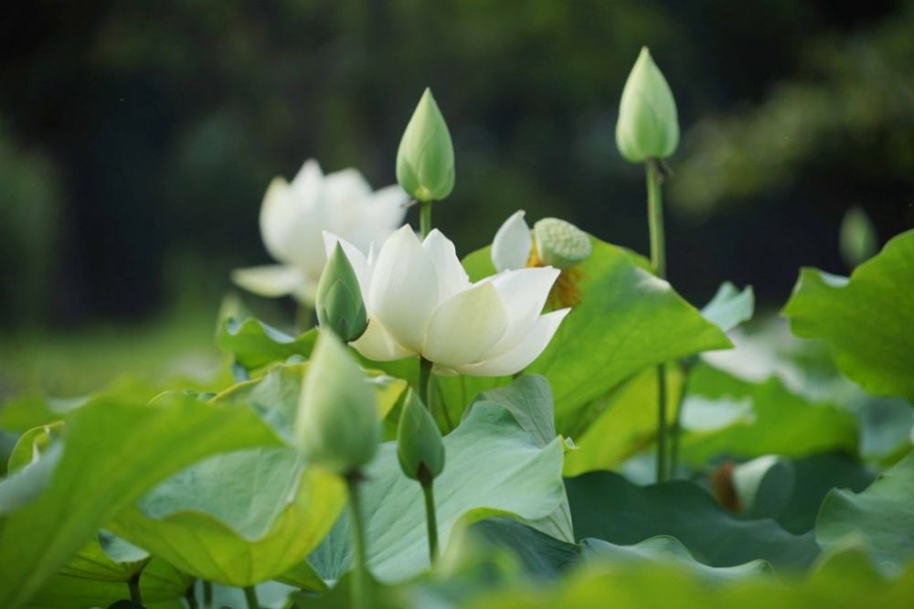 Hoa sen trắng là gì? Đặc điểm, ý nghĩa và ứng dụng làm đẹp