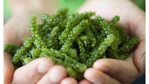 Điểm danh 8 công dụng tuyệt vời của tảo xoắn Spirulina