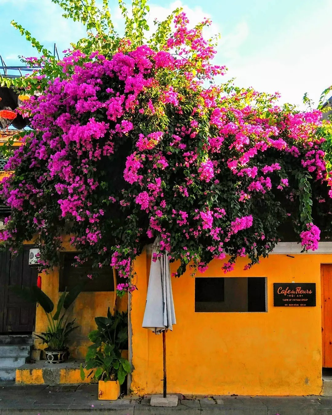 Giàn hoa giấy rực rỡ