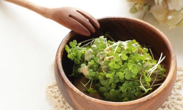 Tại sao mầm bông cải xanh được coi là “Siêu Thực Phẩm” chống lão hóa?