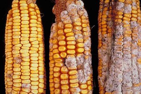 Nhiễm độc Aflatoxin