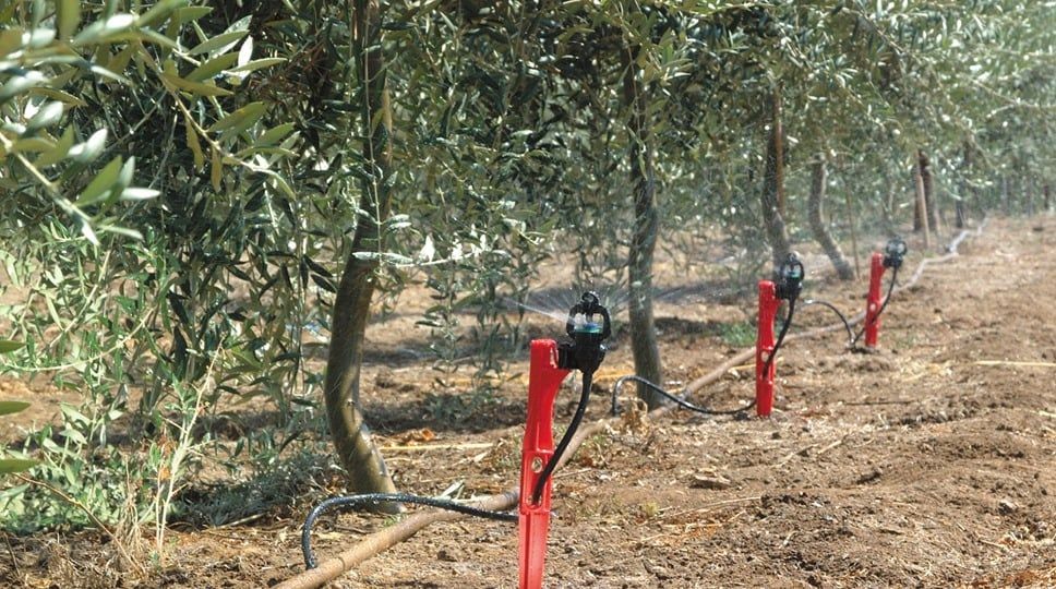 Hệ thống béc tưới phun mưa có tốt cho cây trồng?