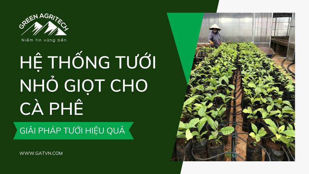 Hệ thống tưới nhỏ giọt cho cà phê, giải pháp tưới hiệu quả