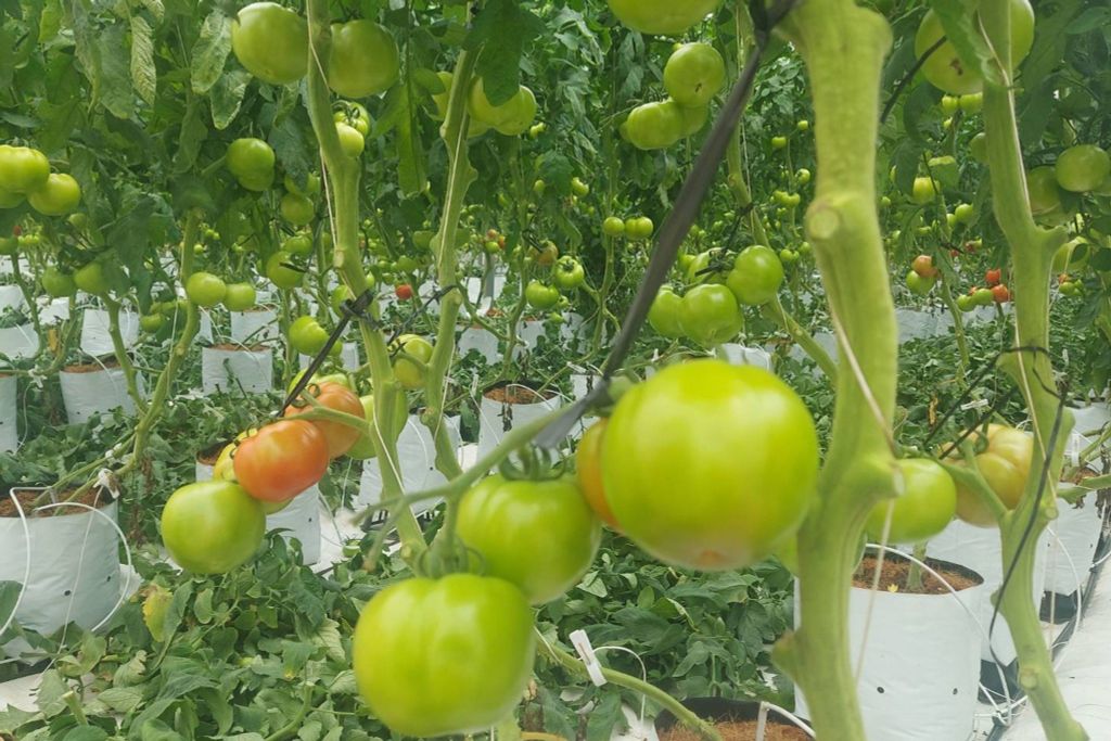 Hệ Thống Tưới Cho Cây Cà Chua Tự Động: Giải Pháp Tối Ưu Năng Suất Vượt Trội