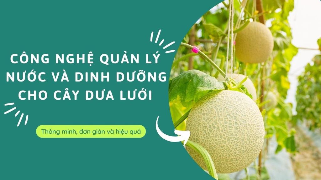 Công nghệ quản lý nước và dinh dưỡng cho cây dưa lưới
