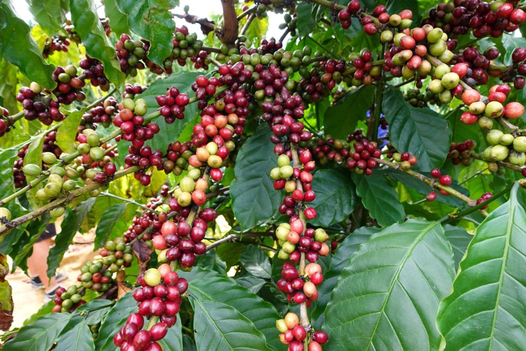 Hệ Thống Tưới Cà Phê Thông Minh: Tăng Năng Suất - Giảm Chi Phí