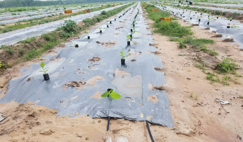 Hệ thống tưới nhỏ giọt bù áp cho 80ha chuối - Củ Chi