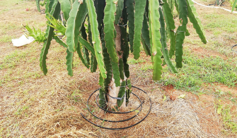 Hệ thống tưới nhỏ giọt và phun mưa cho 12.000 trụ thanh long - Bình Thuận
